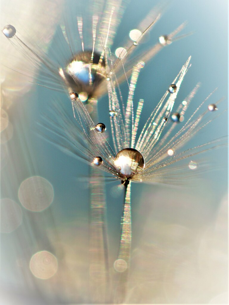 46446770895_d4ffdc7163_b