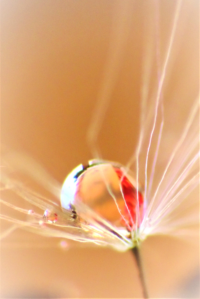 48904904236_6e122c05ca_b