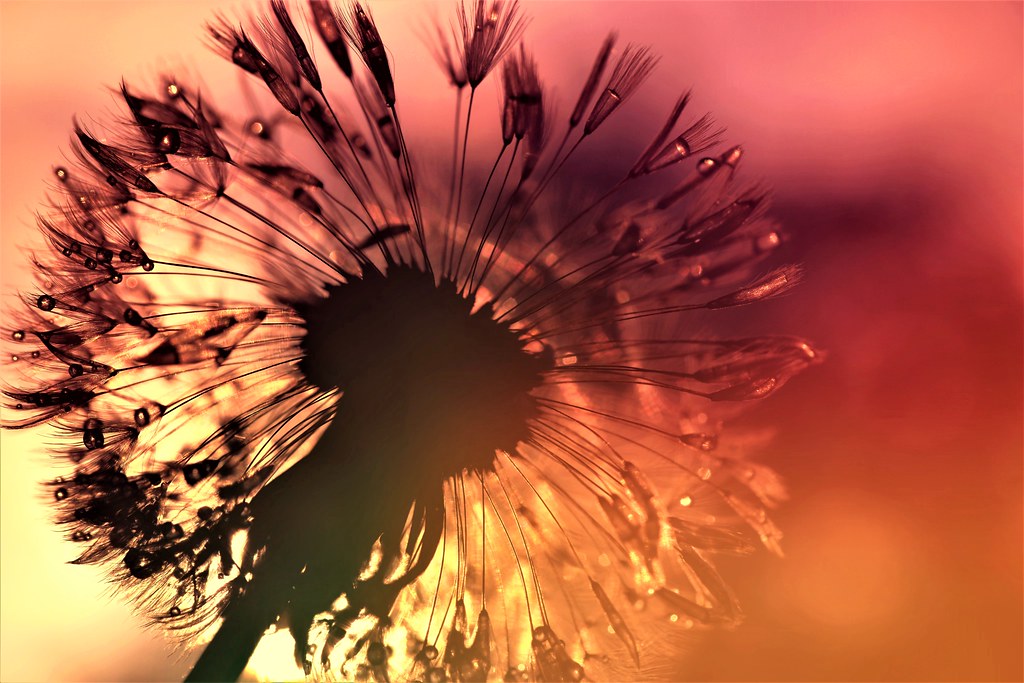 49667043422_03ef6639a7_b
