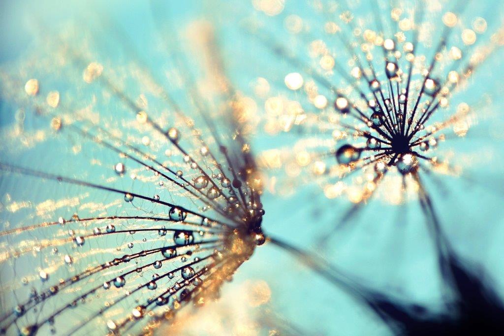 Dandelion - Golden glitter