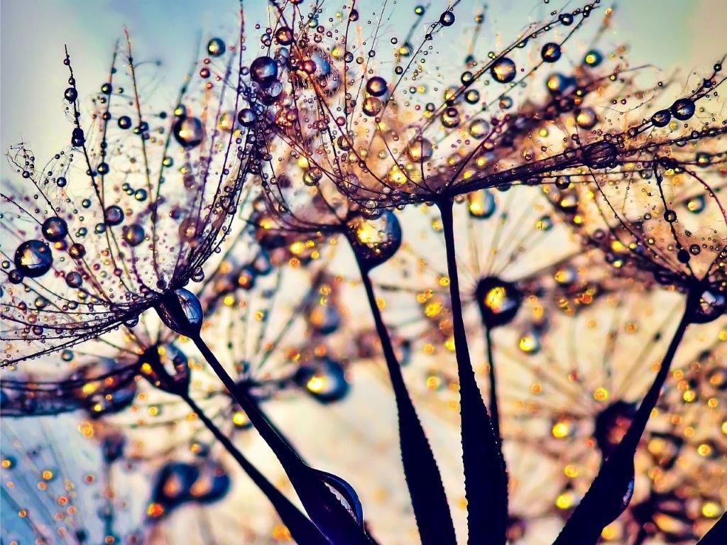 Dandelion Color Explosion