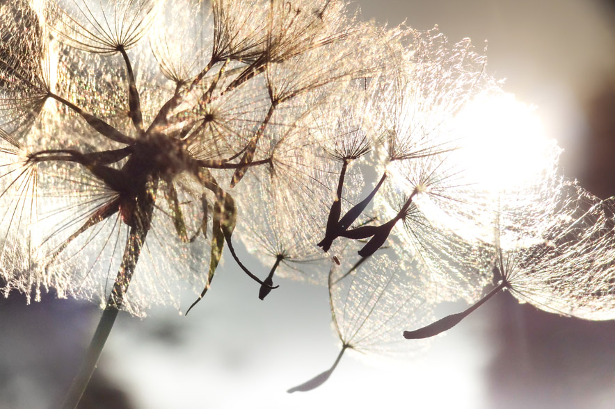 Paardenbloem Pusteblume Schirmchenflug-1