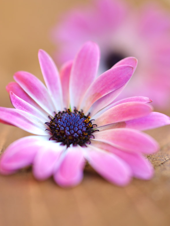 SAM_4704 (2)